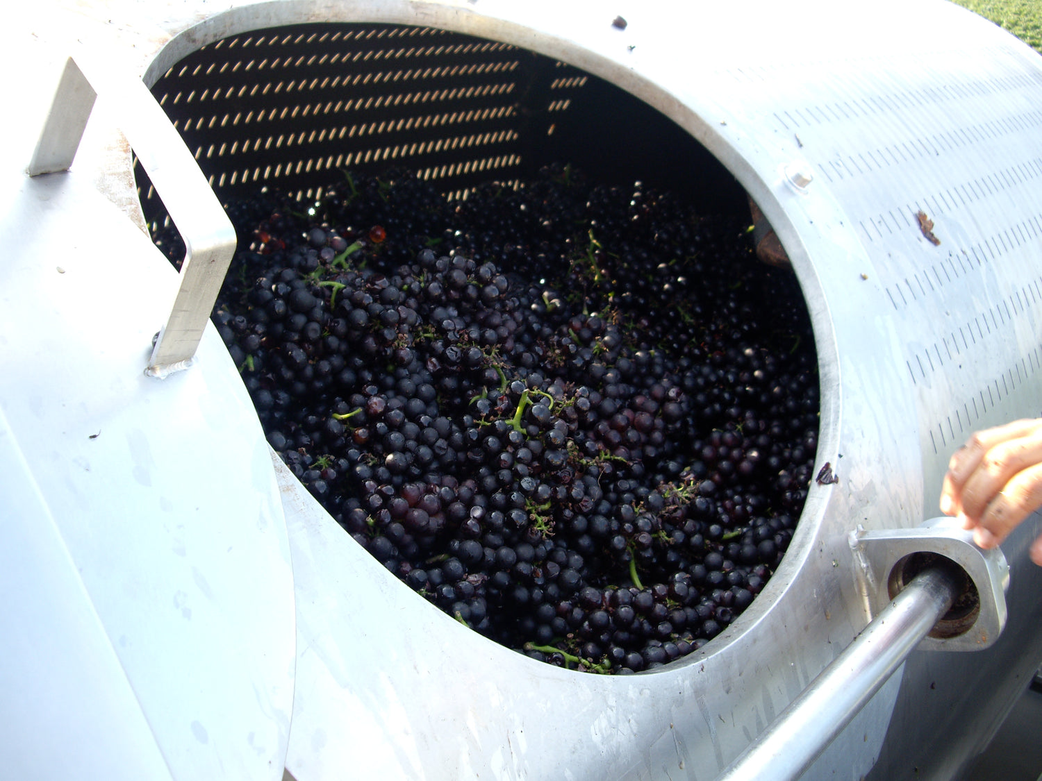 Dark grapes being processed in a stainless steel destemmer at harvest, used in Pinot Blanc wine production. Photo: Robert Pitkin (CC BY-SA 2.0)