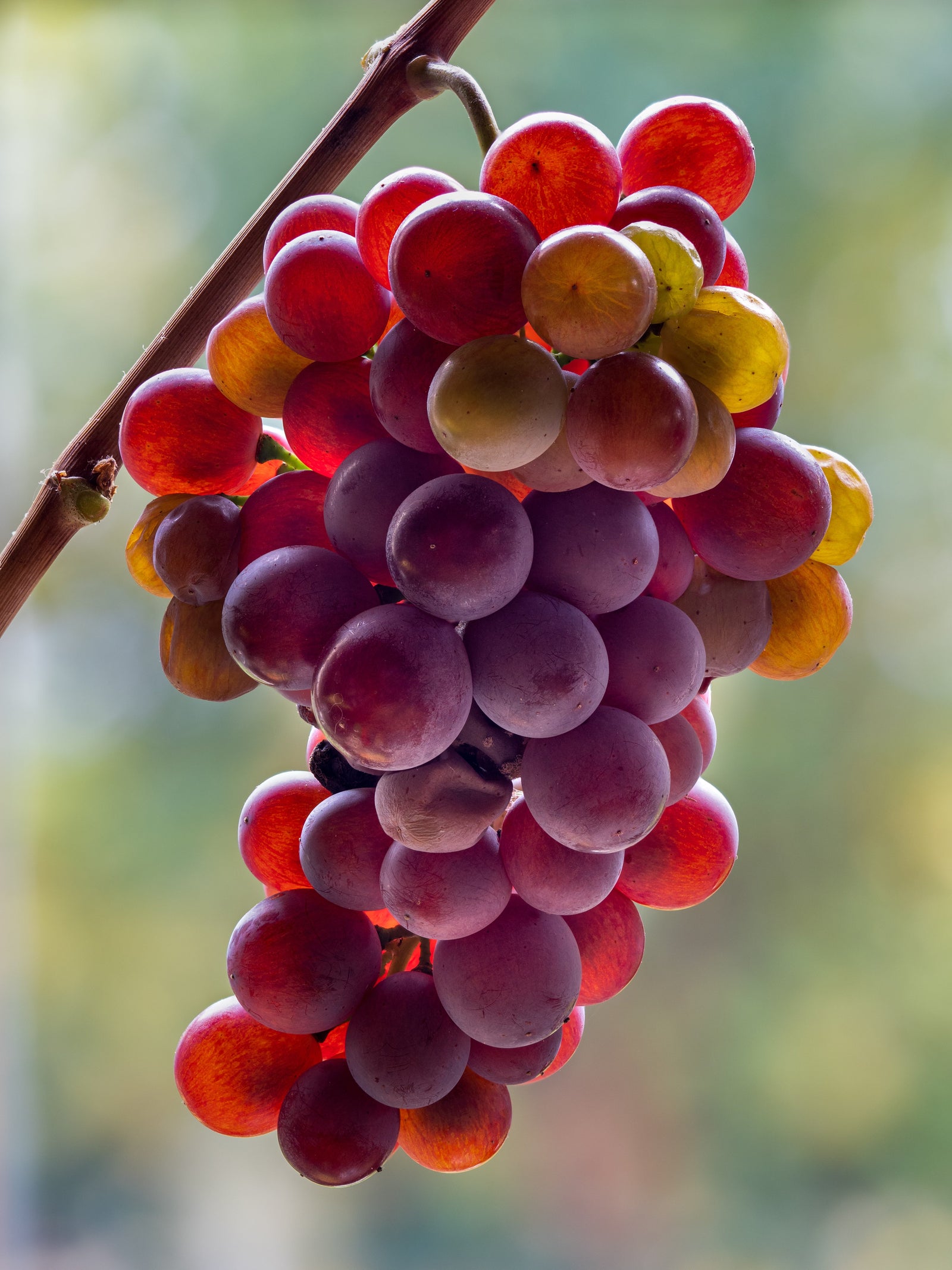 Pinot Grigio & Pinot Gris