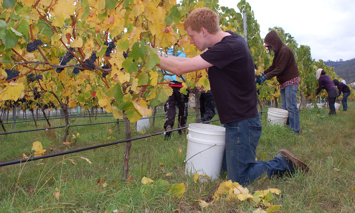 Pinot Noir