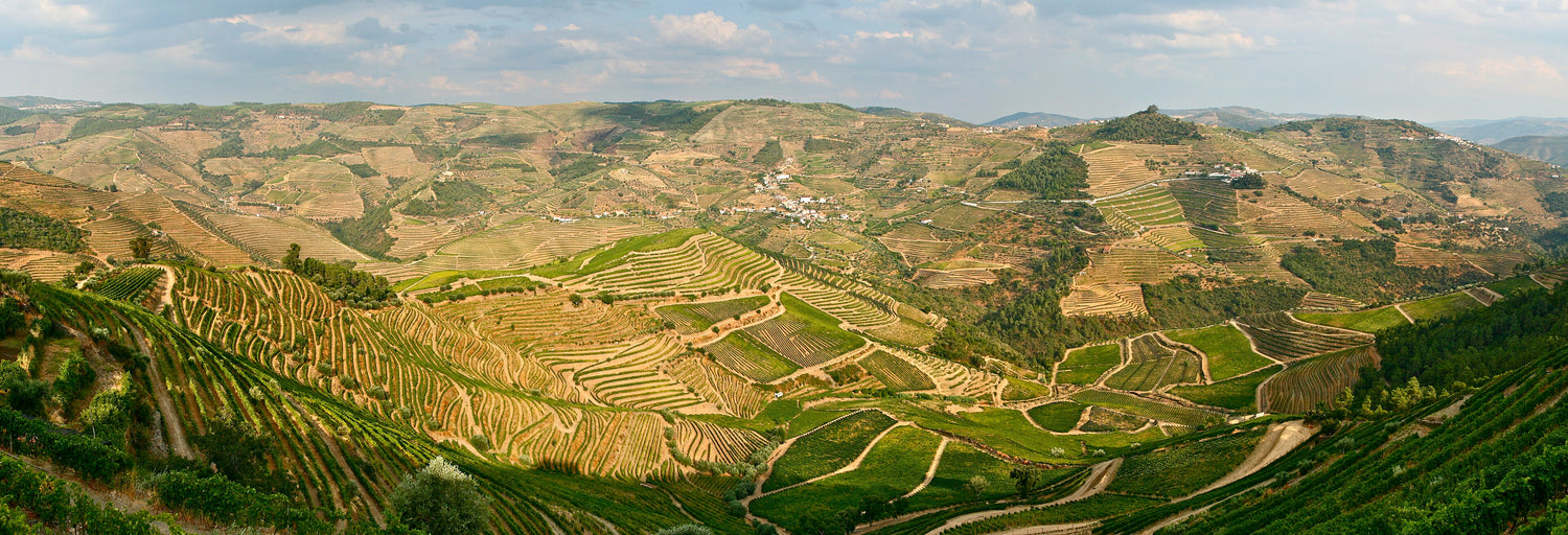 Sweeping panoramic view of terraced vineyards in the Douro Valley, Portugal's most dramatic wine landscape. Photo: François Philipp (CC BY 2.0)