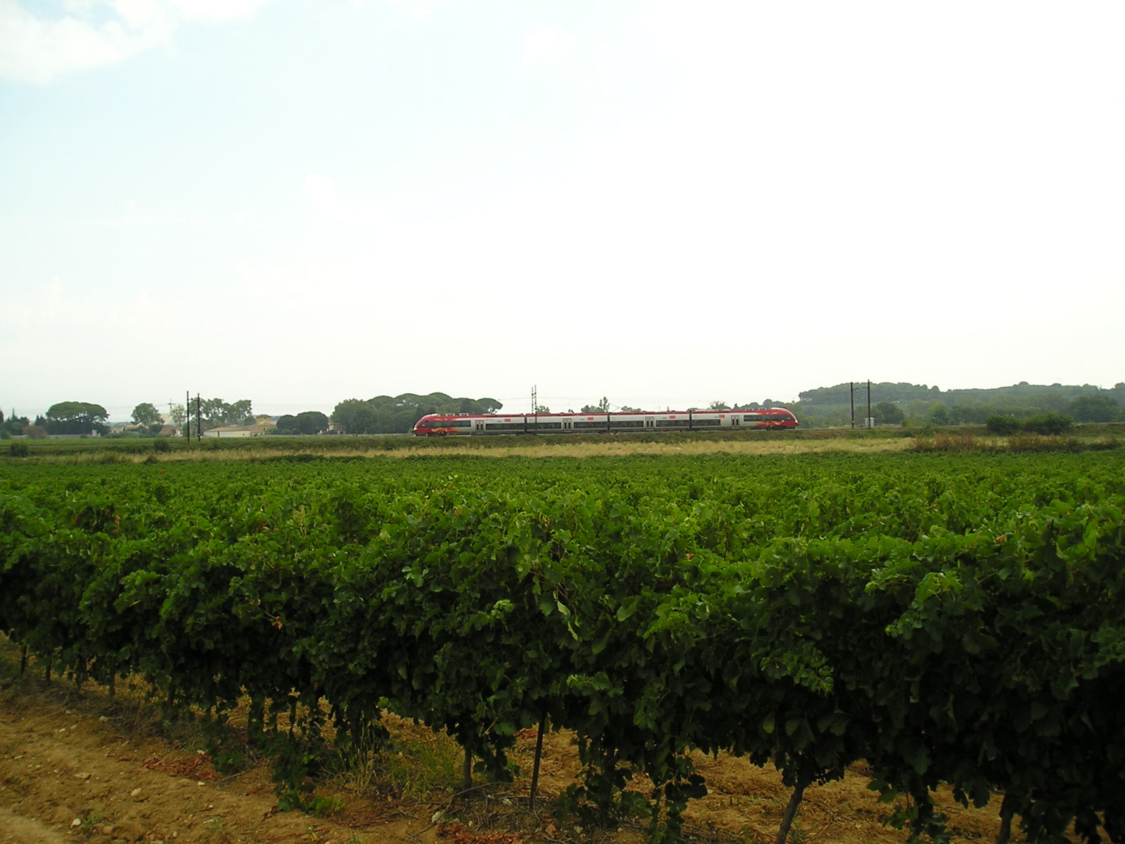 Potager du Sud