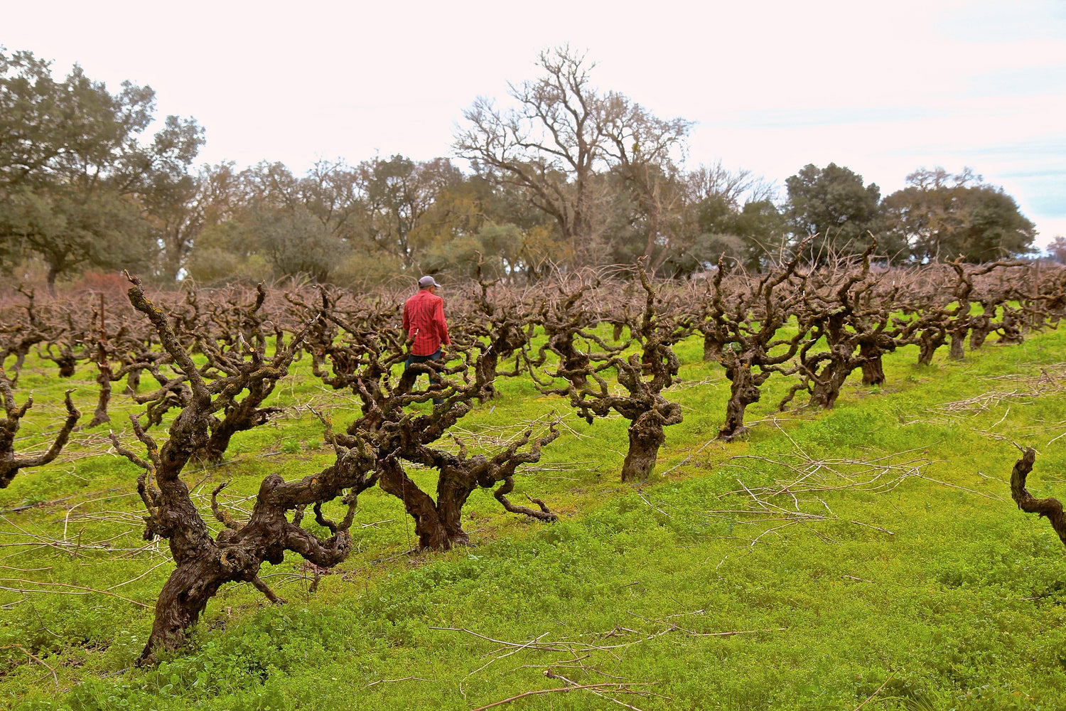 Ancient gnarled Primitivo vine stumps in winter dormancy in Puglia, Italy, with a vineyard worker. Photo: Randy Caparoso (CC BY-SA 4.0)