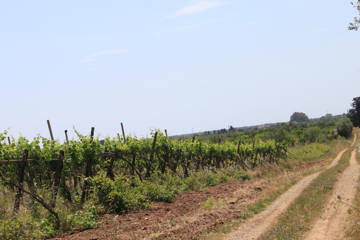 Young vineyard rows alongside a dirt track in Puglia, southern Italy, under a wide blue sky. Photo: drdcuddy (CC BY-SA 2.0)