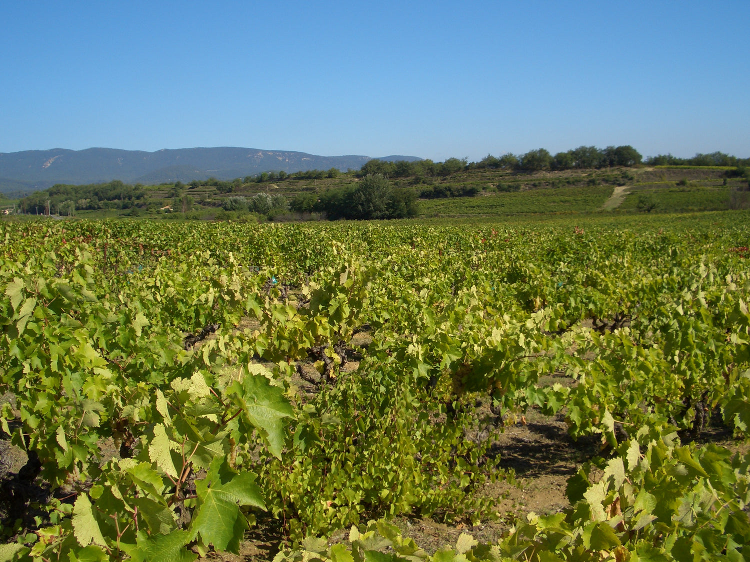 Bush-trained gobelet vines stretching across a flat Mediterranean vineyard under blue sky for Queen wines. Photo: Allie_Caulfield (CC BY 2.0)