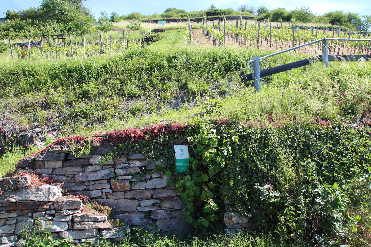 Stone wall with a heritage trail marker beside young vines on a steep Rheingau hillside, Germany. Photo: Marion Halft (CC BY-SA 4.0)