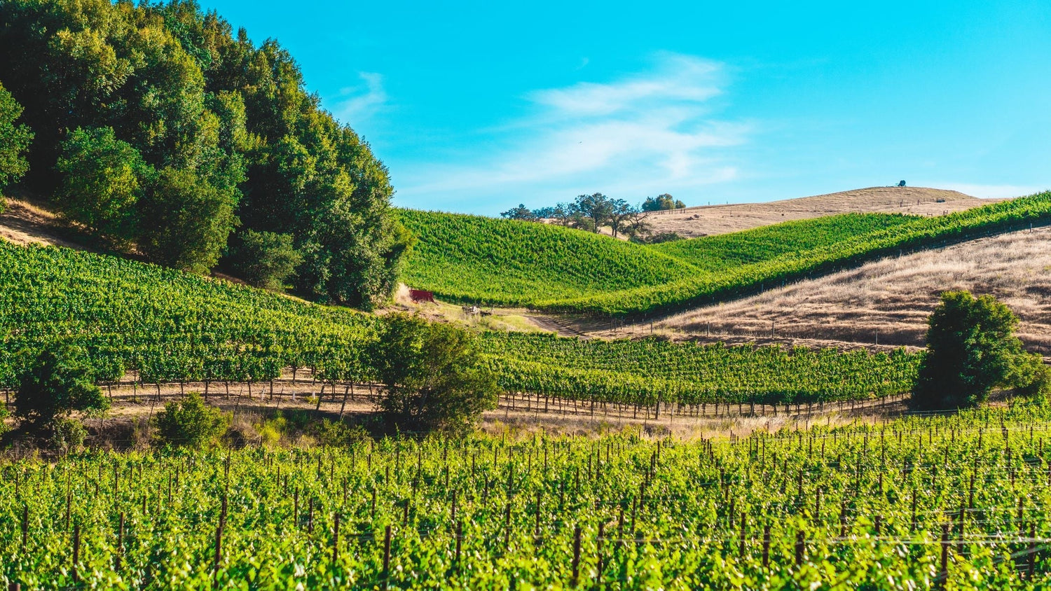 Rolling hills of vineyards covering the landscape in Ribera del Duero, Spain, under a brilliant blue sky