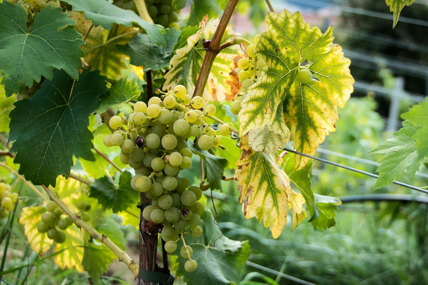 A cluster of ripe Riesling grapes hanging on the vine, their pale gold hue signalling harvest-ready perfection