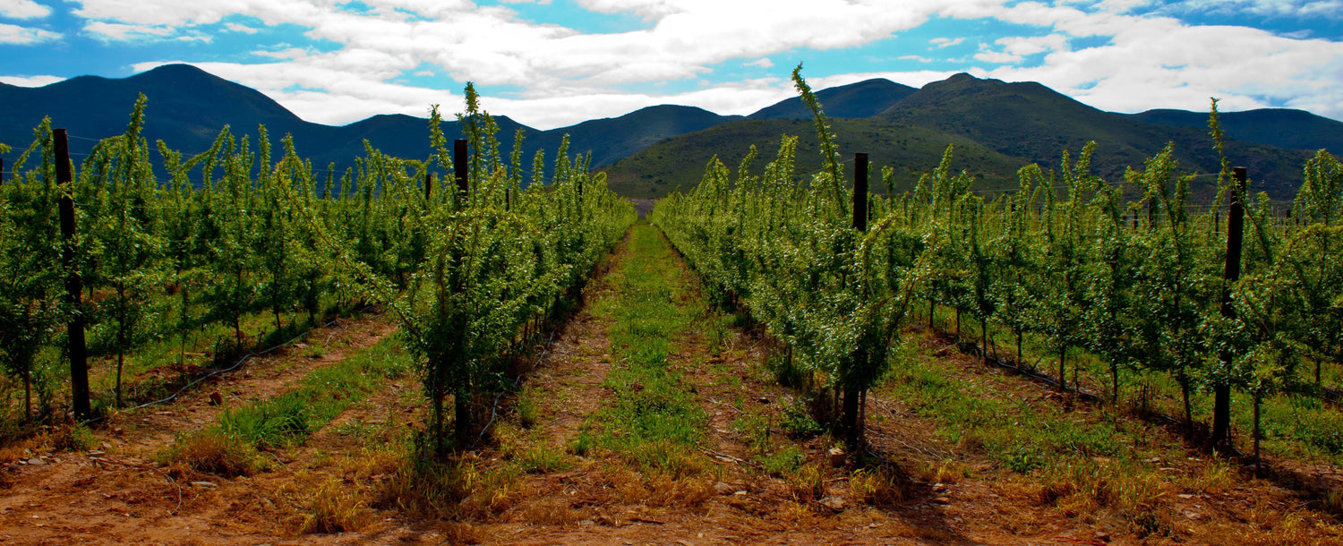 Young vineyard rows with the Langeberg mountains behind in Robertson Valley, South Africa. Photo: Azwi (CC BY-SA 3.0)