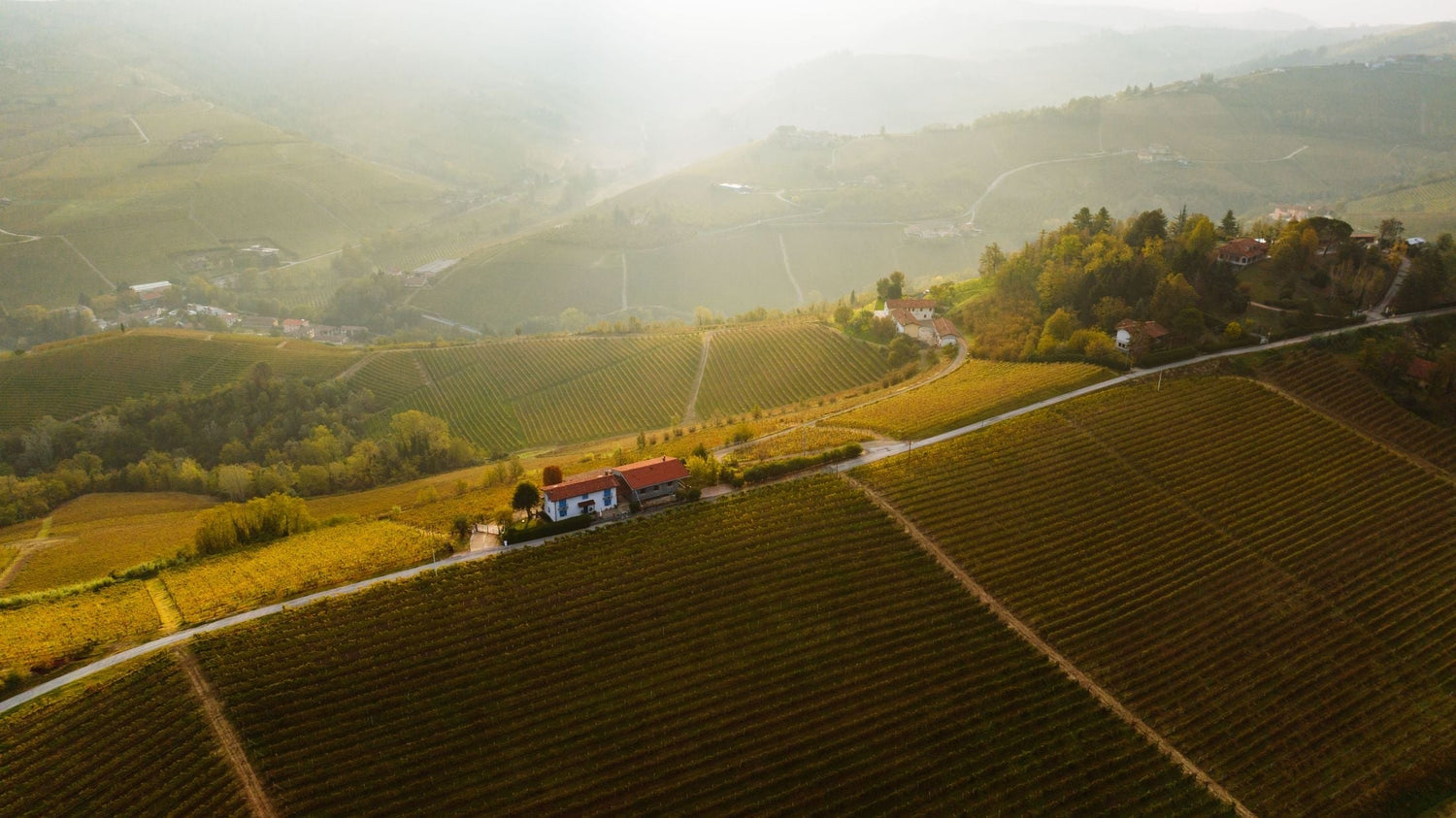 Aerial view of rolling vineyard hills with a farmhouse amid morning mist, Languedoc-Roussillon, France