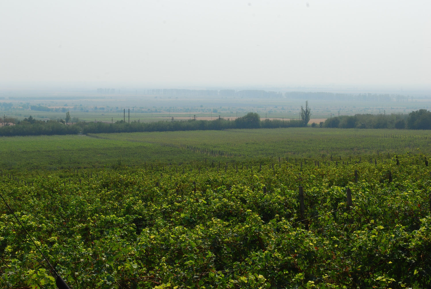 Flat vineyard rows stretching to the horizon on a misty morning in Romania. Photo: Andrei Stroe (CC BY-SA 3.0)