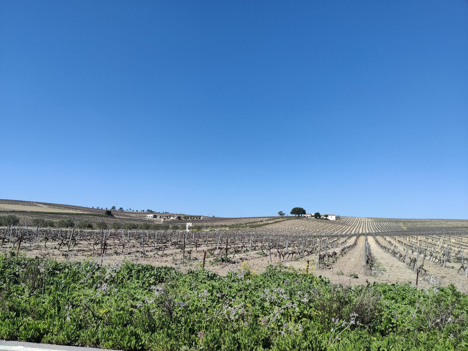 Flat chalky Jerez vineyard rows under a brilliant blue sky, Sherry country, Spain. Photo: El Pantera (CC BY-SA 4.0)