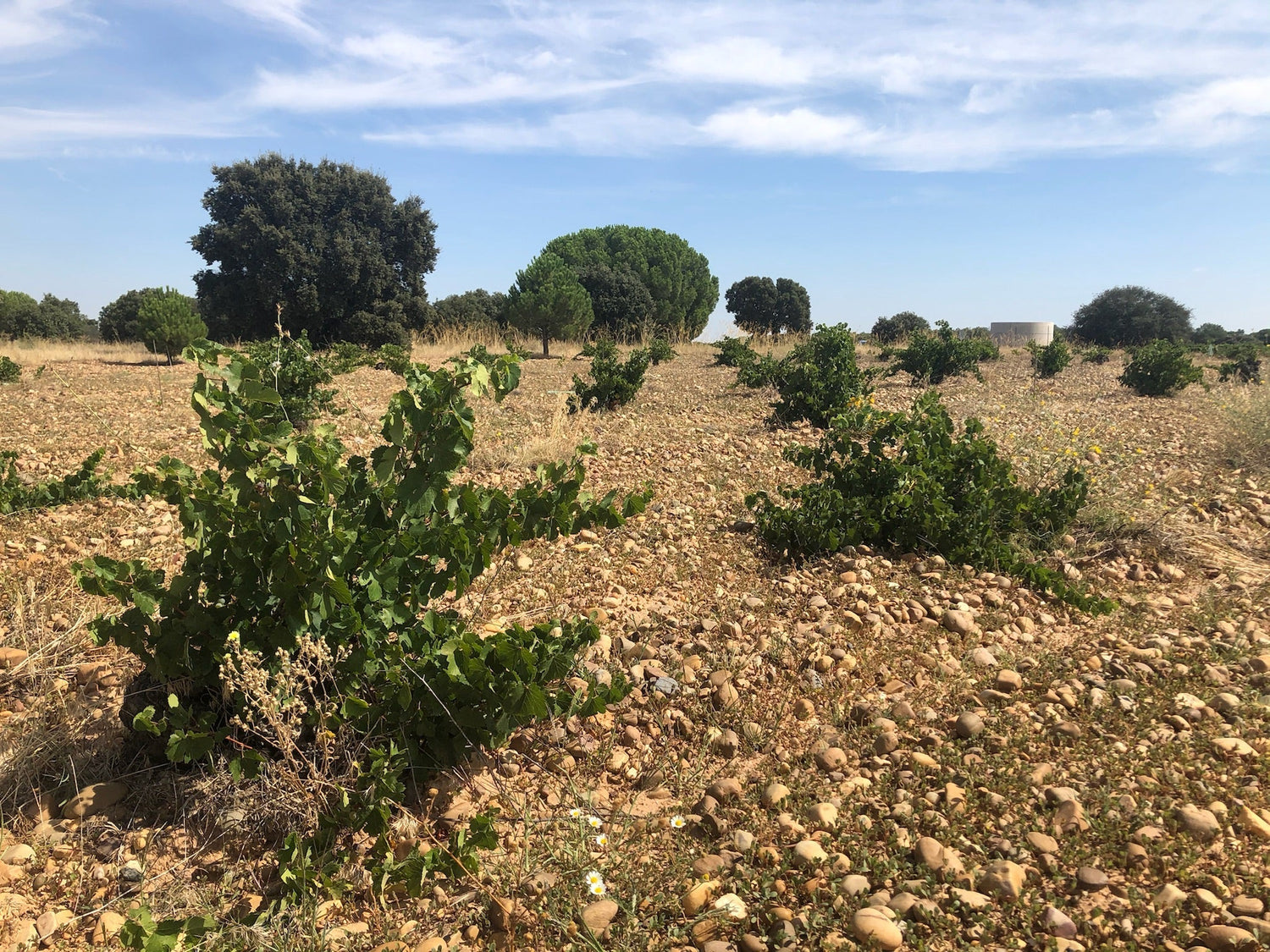 Ancient bush-trained Verdejo vines in stony sandy soil with pine trees, Rueda, Castilla y León, Spain. Photo: Carlosmartinmm34 (CC BY-SA 4.0)