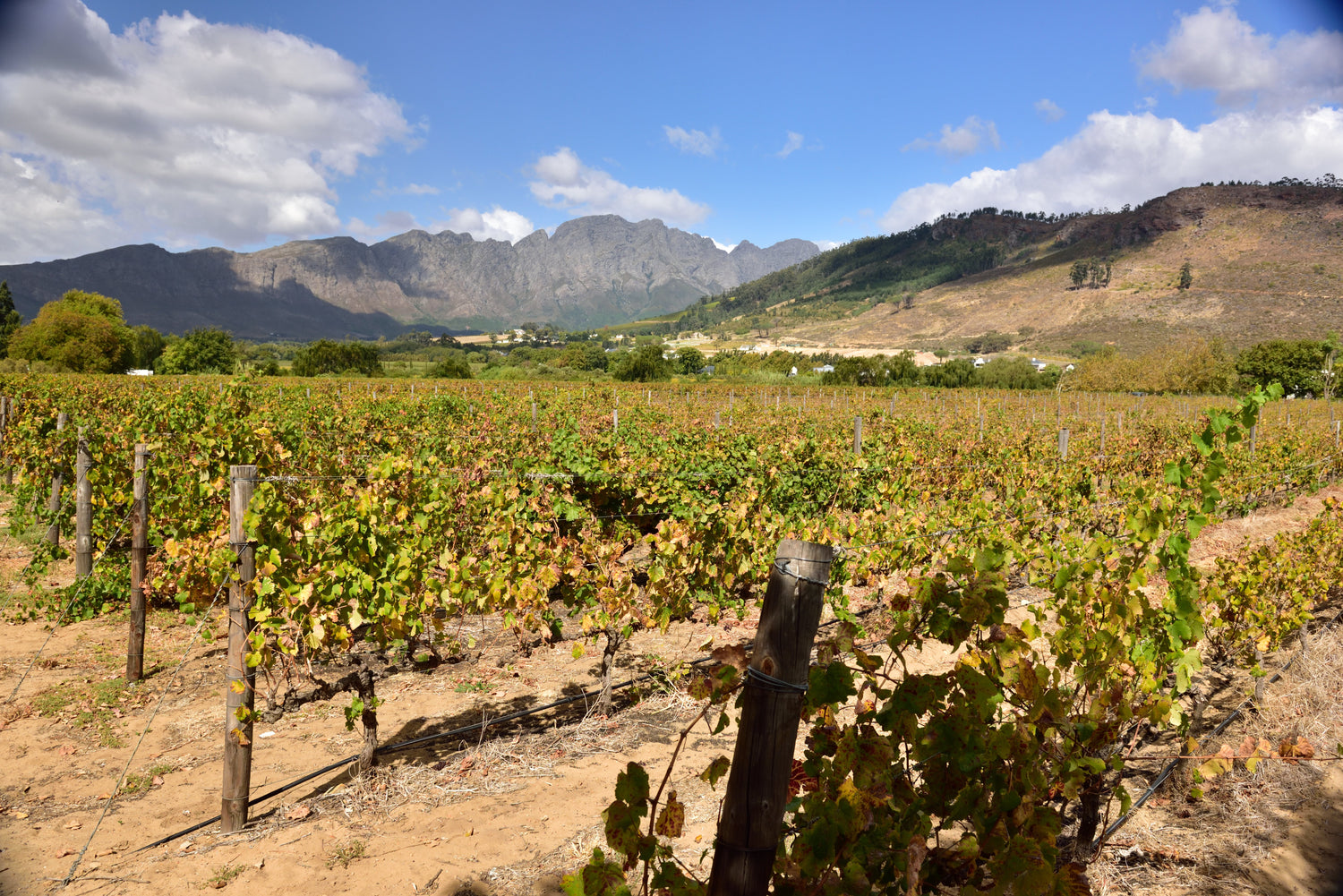 Vineyard rows below the rocky Franschhoek Mountains, Rupert & Rothschild Vignerons estate, Western Cape, South Africa. Photo: South African Tourism (CC BY 2.0)