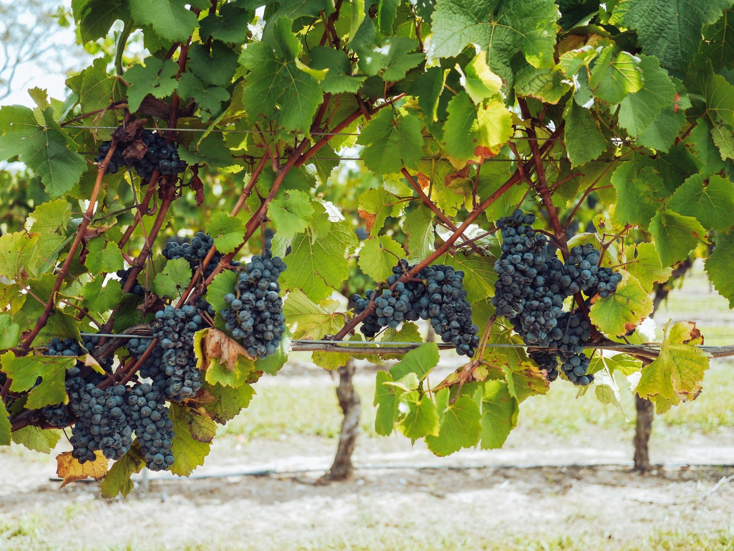 Close-up of ripe dark blue grape bunches hanging from a vine in the Rutherglen wine region, Victoria, Australia