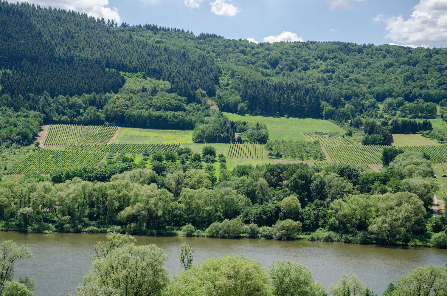The Mosel river winding through steep slate vineyard slopes, S.A. Prüm wine region, Germany