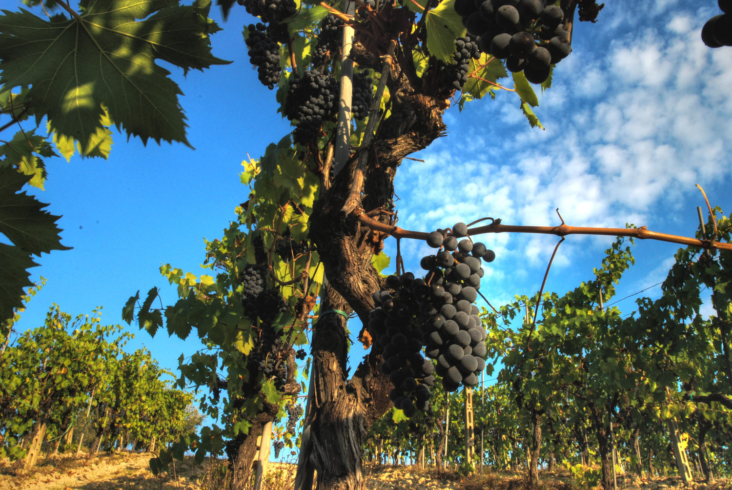 Ancient gnarled Sangiovese vine laden with ripe dark clusters against a blue sky, central Italy. Photo: Francesco Sgroi (CC BY 2.0)