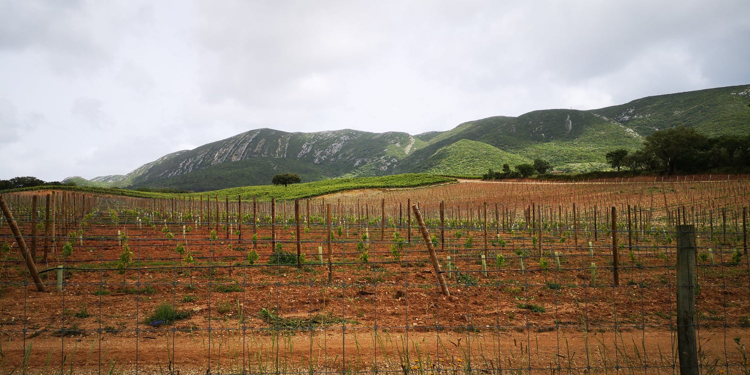 Young vineyards on red clay soil below the limestone Serra da Arrábida mountains, Setúbal Peninsula, Portugal. Photo: Arseniop (CC BY-SA 4.0)