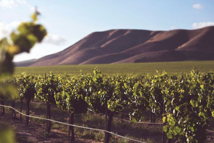 Shiraz & Syrah