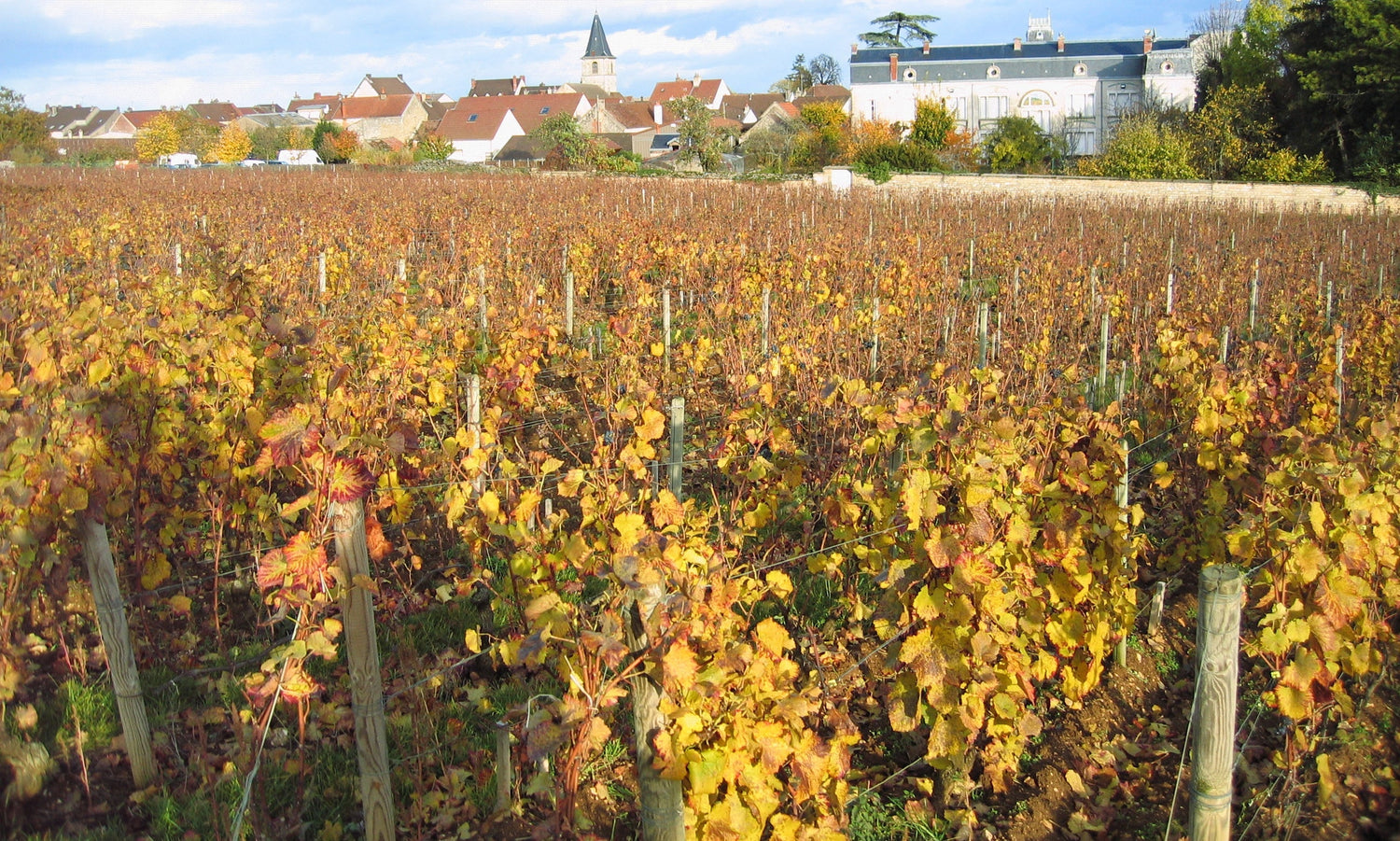 Autumn vineyard with golden leaves below a Burgundian village church and wine estate building, Chablis, France. Photo: Tomas er (CC BY-SA 3.0)
