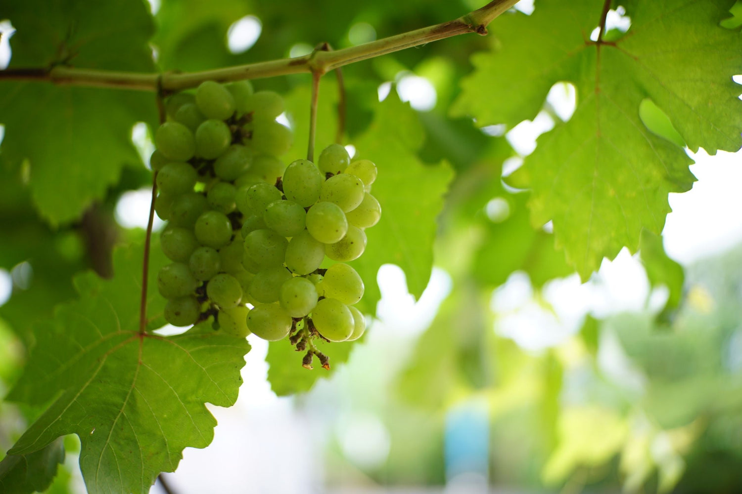 Close-up of ripe pale green Moscatel grapes hanging from a vine, Sivipa estate, Setúbal Peninsula, Portugal