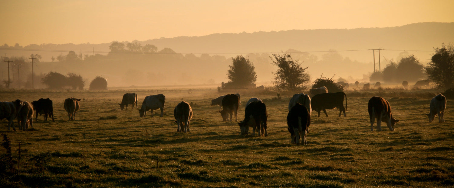 Cattle grazing in morning mist over the Somerset Levels near Burrowbridge, landscape surrounding Smith & Evans Higher Plot vineyard near Langport. Photo: IDS.photos (CC BY-SA 2.0)