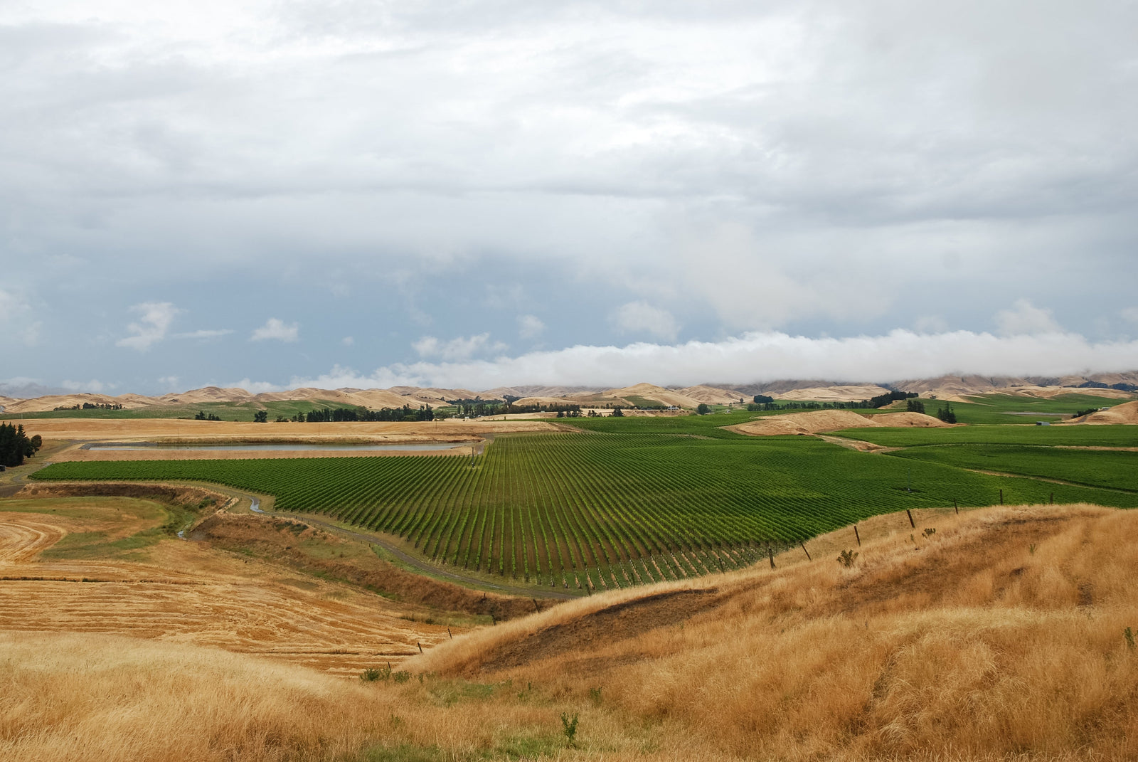 Snapper Rock Wines