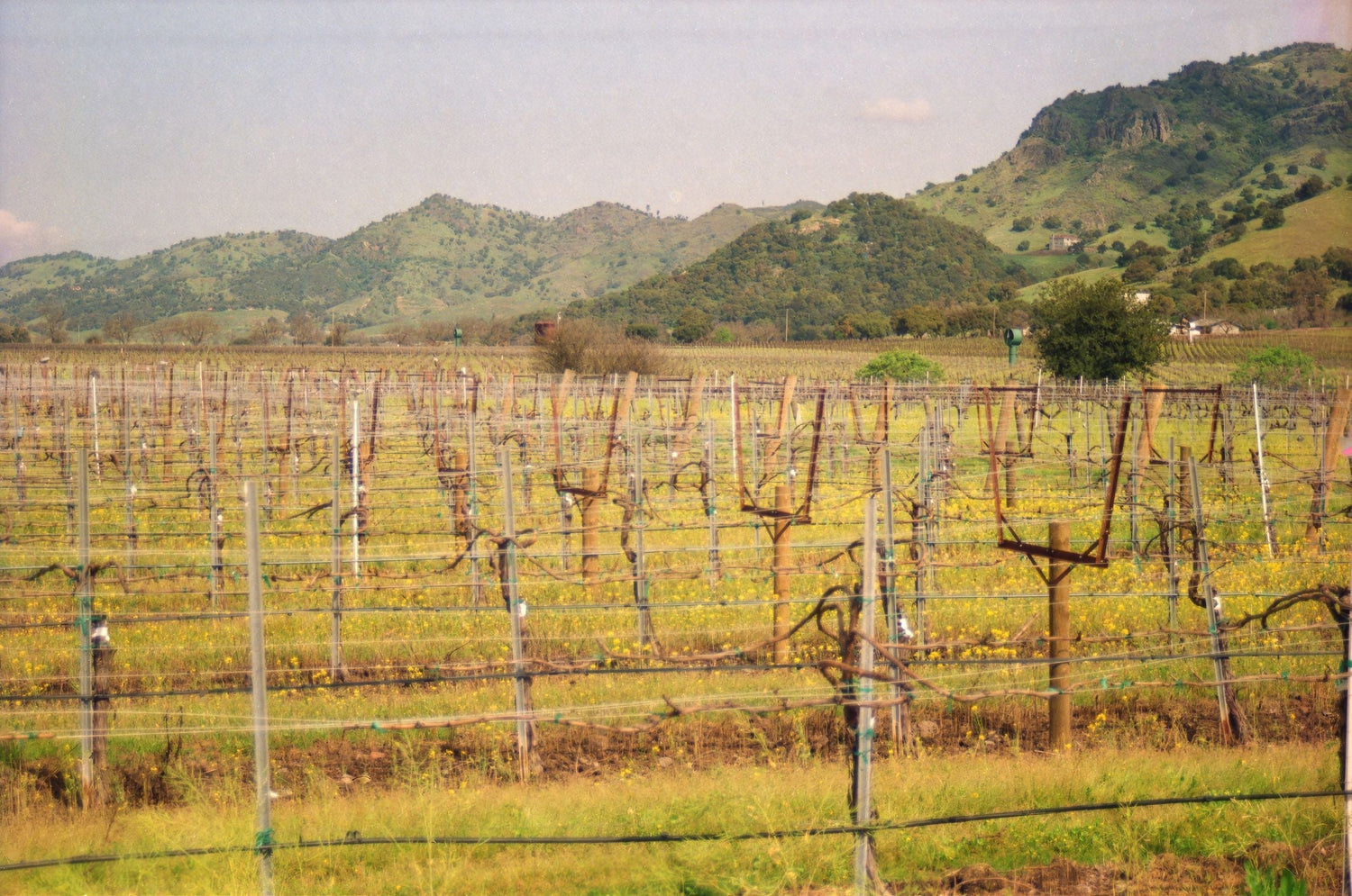 Dormant winter vineyard rows with yellow mustard flowers blooming between vines, below green rolling hills, Sonoma, California