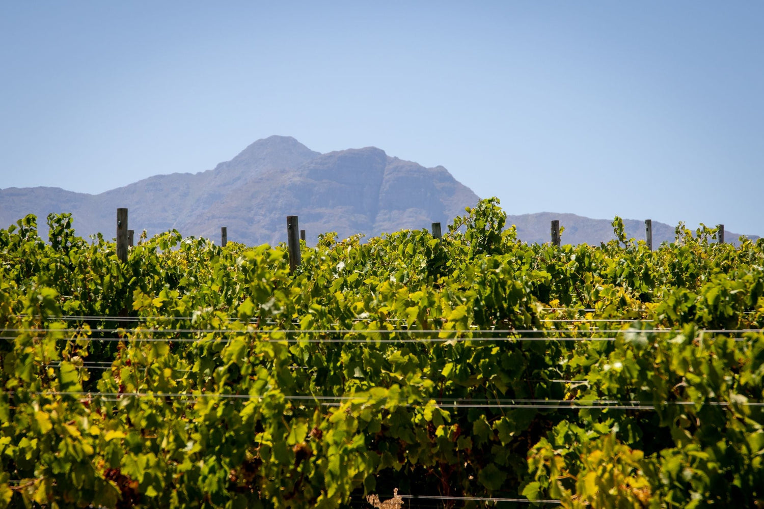 Lush green vine canopy filling the foreground with a rocky Cape mountain peak behind, South Africa wine country