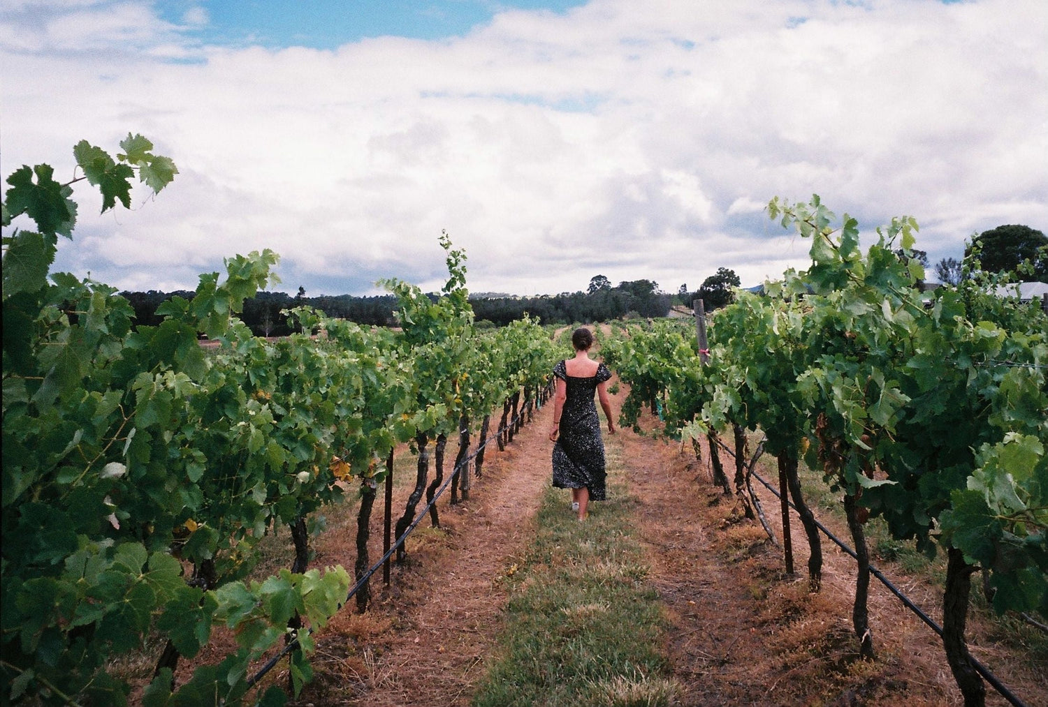 A woman in a floral dress walking between green vine rows at an Australian vineyard, eucalyptus trees and clouds beyond