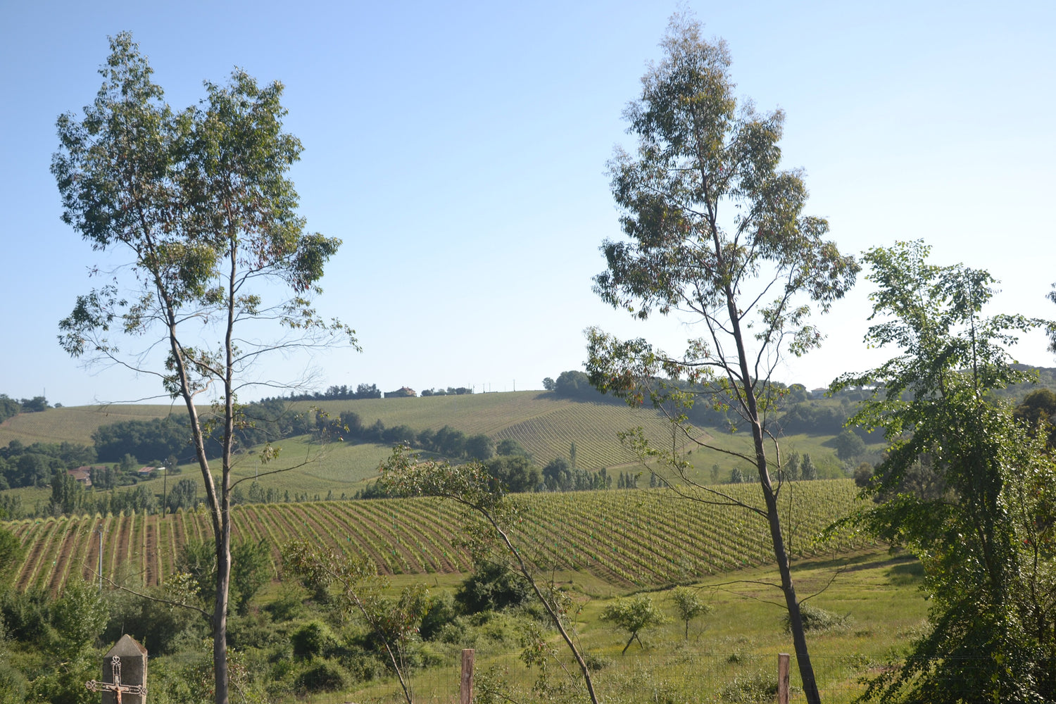 Rolling vineyard hillsides framed by tall slender trees in the Gascony countryside, South West France. Photo: Marianne Casamance (CC BY-SA 4.0)
