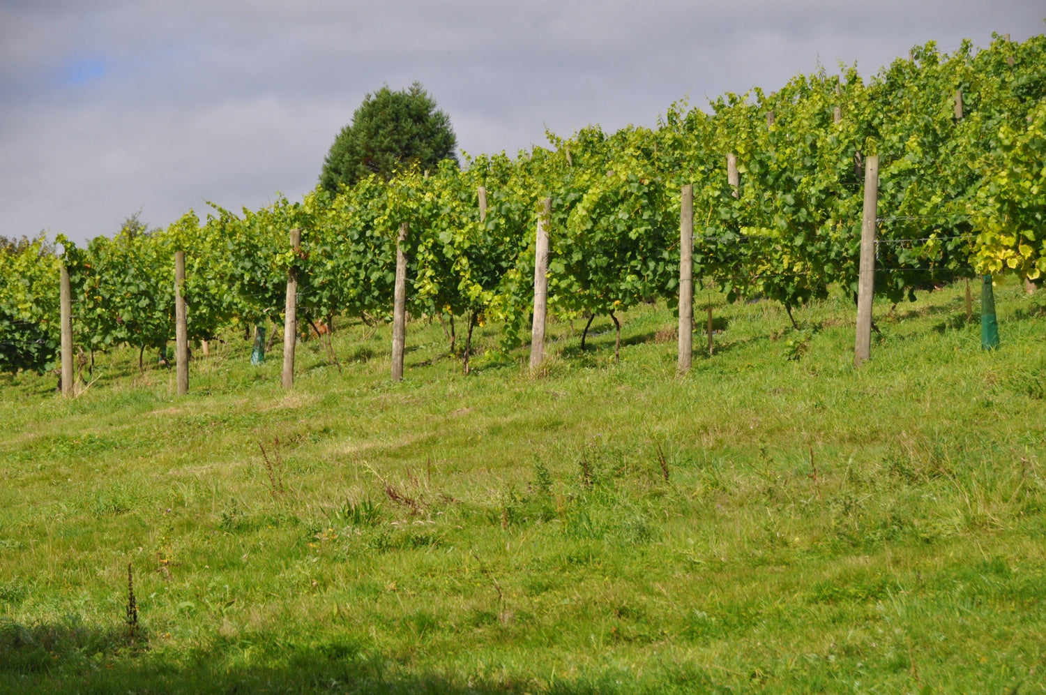 Vine rows on a grassy Devon hillside under an overcast English sky, South West wine country, England. Photo: Lewis Clarke (CC BY-SA 2.0)