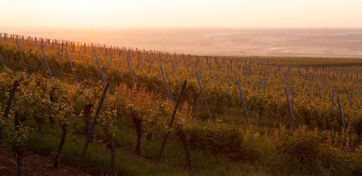 Golden vineyard rows glowing at sunset with a misty valley below, Stanton & Killeen wine estate, Rutherglen, Victoria