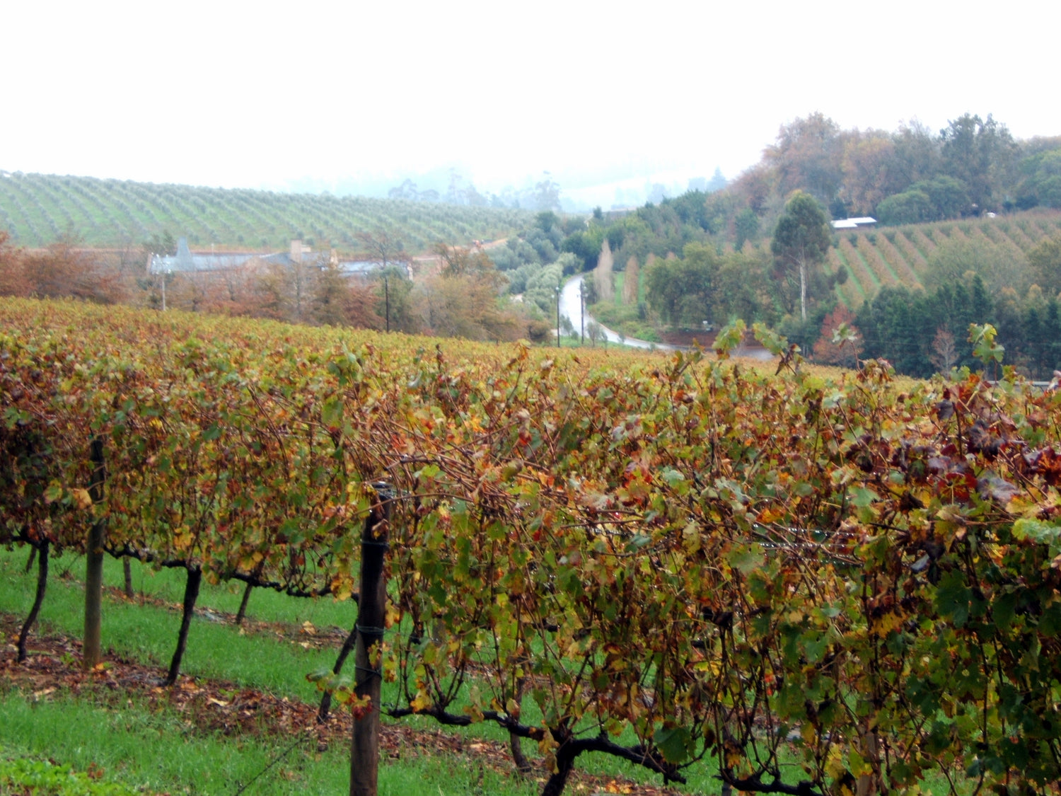 Autumn vineyard rows with orange and red foliage on misty hillsides with a country road, Stellenbosch, South Africa. Photo: Tim Parkinson (CC BY 2.0)