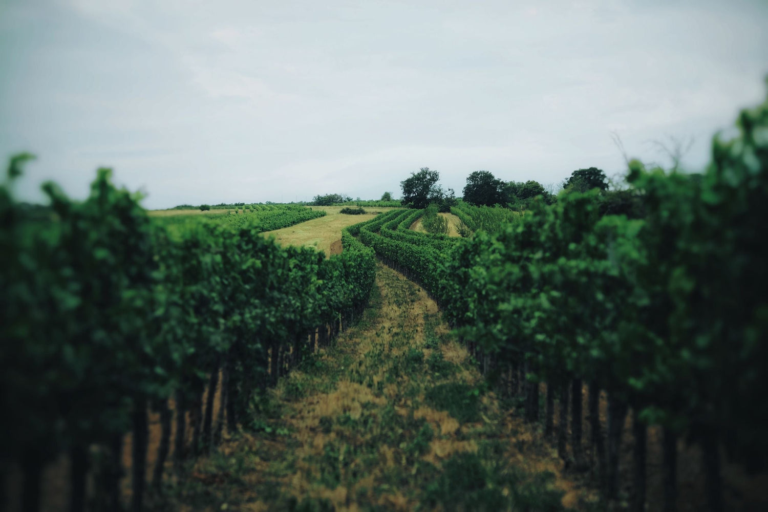 Rolling vineyard rows following the undulating contours of chalk downland, Sussex wine country, England