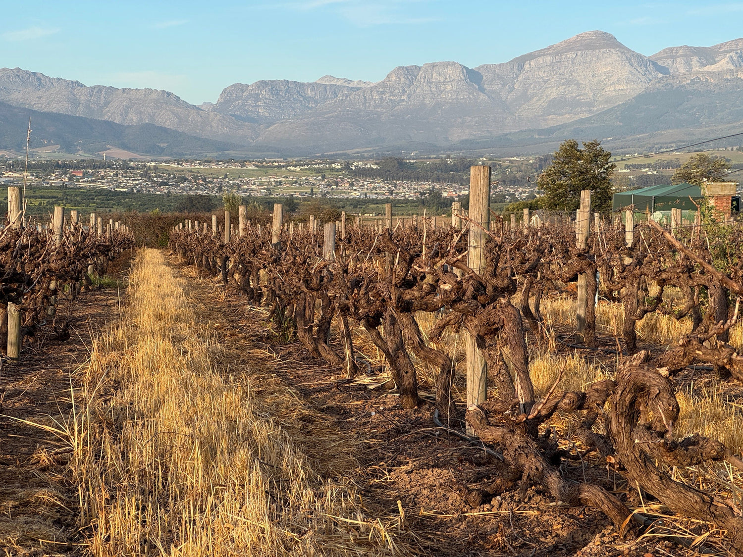 Ancient gnarly bush vines at golden hour below the mountains, Western Cape — Swartland wine country. Photo: Treephoto (CC BY-SA 4.0)