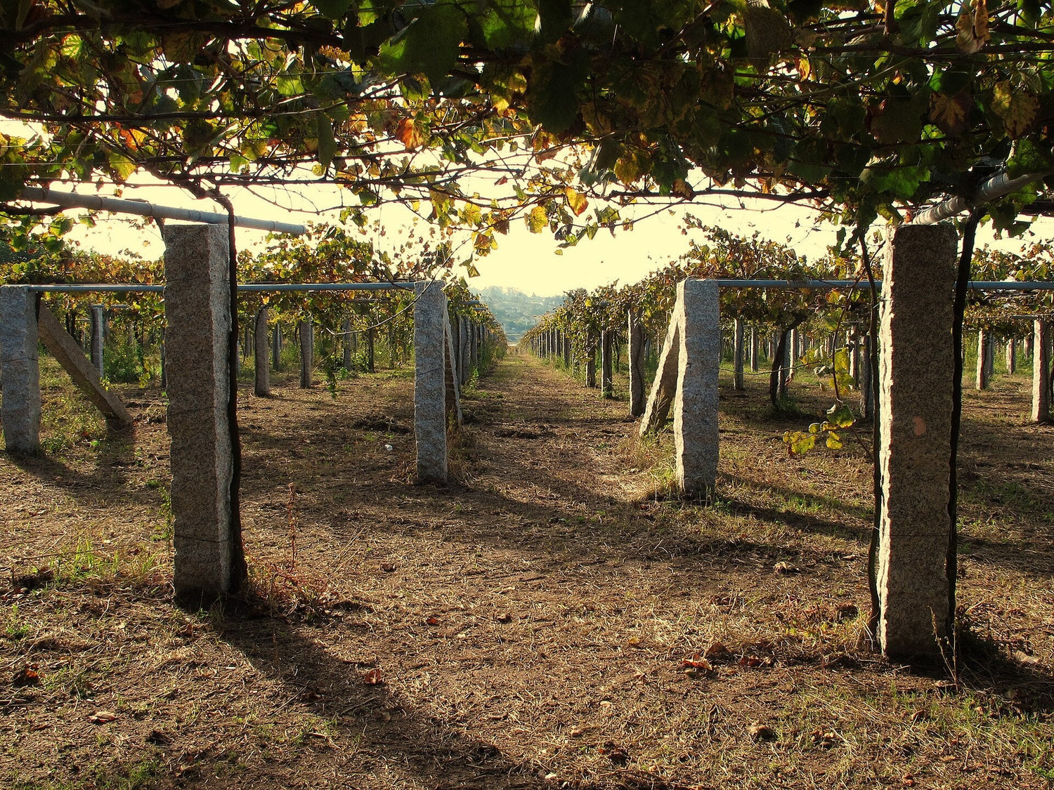 Pergola-trained vines on granite posts in the Rias Baixas, Galicia, Spain — the classic Swift Wines growing region. Photo: jacilluch (CC BY-SA 2.0)