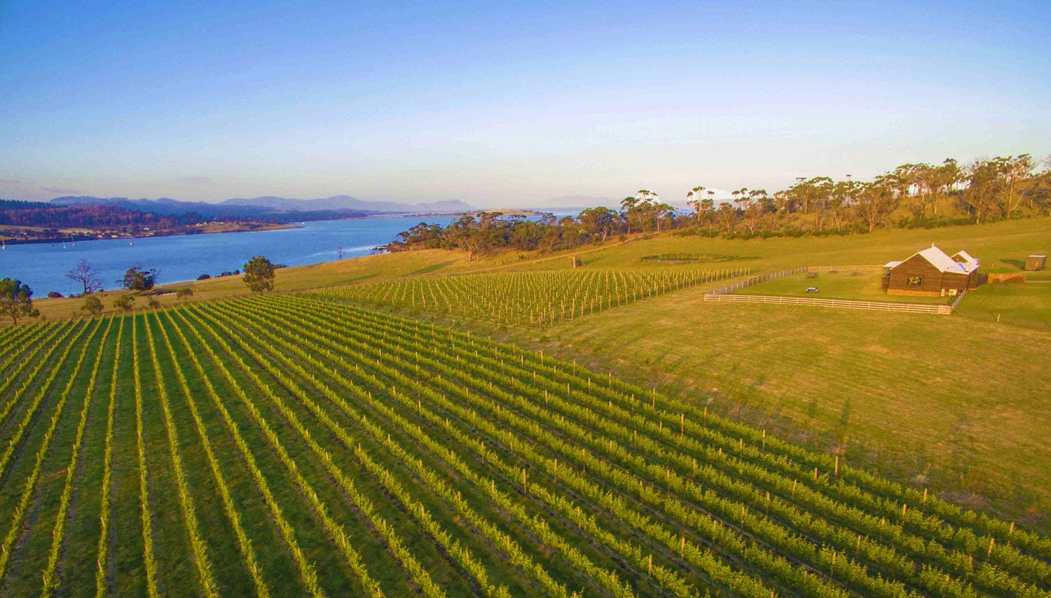 Aerial view of vineyard rows running to the coastal estuary at Bangor Vineyard, Tasmania, with winery buildings and hillside behind. Photo: Bangor Vineyard Shed (CC BY 2.0)