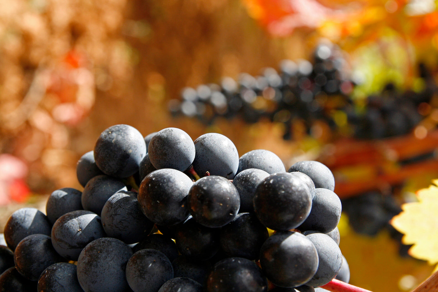 Close-up of dark Tempranillo grape clusters on the vine with autumn-gold leaves, Spain. Photo: Maria Jesus Tome (CC BY 2.0)