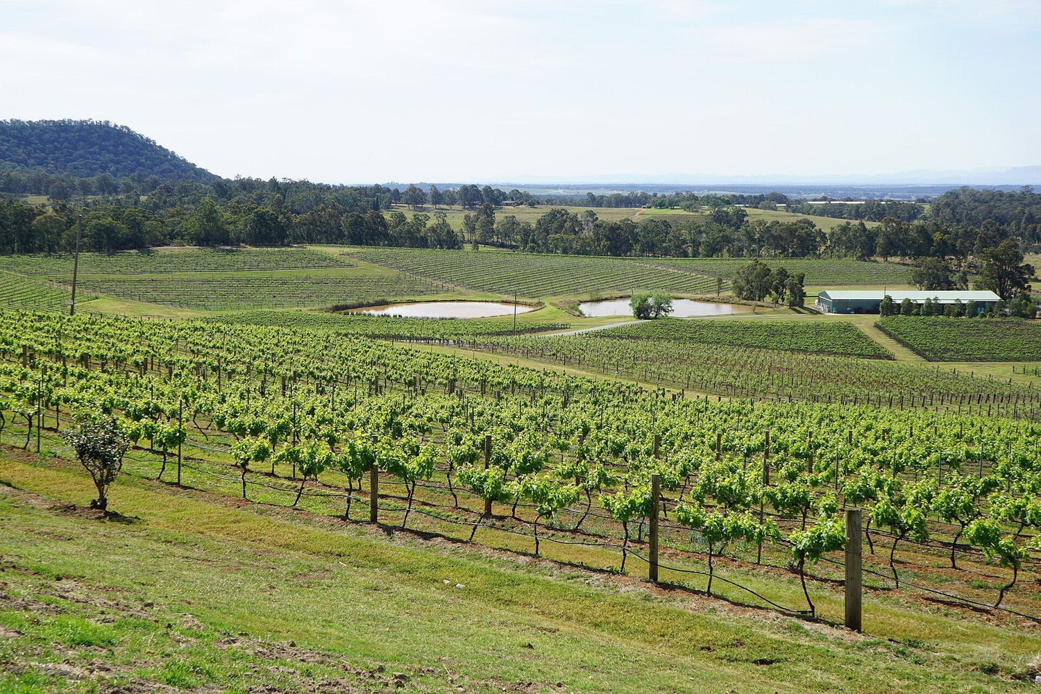 Vineyard rows with small irrigation ponds and a winery building on a sunny day, Hunter Valley, New South Wales, Australia