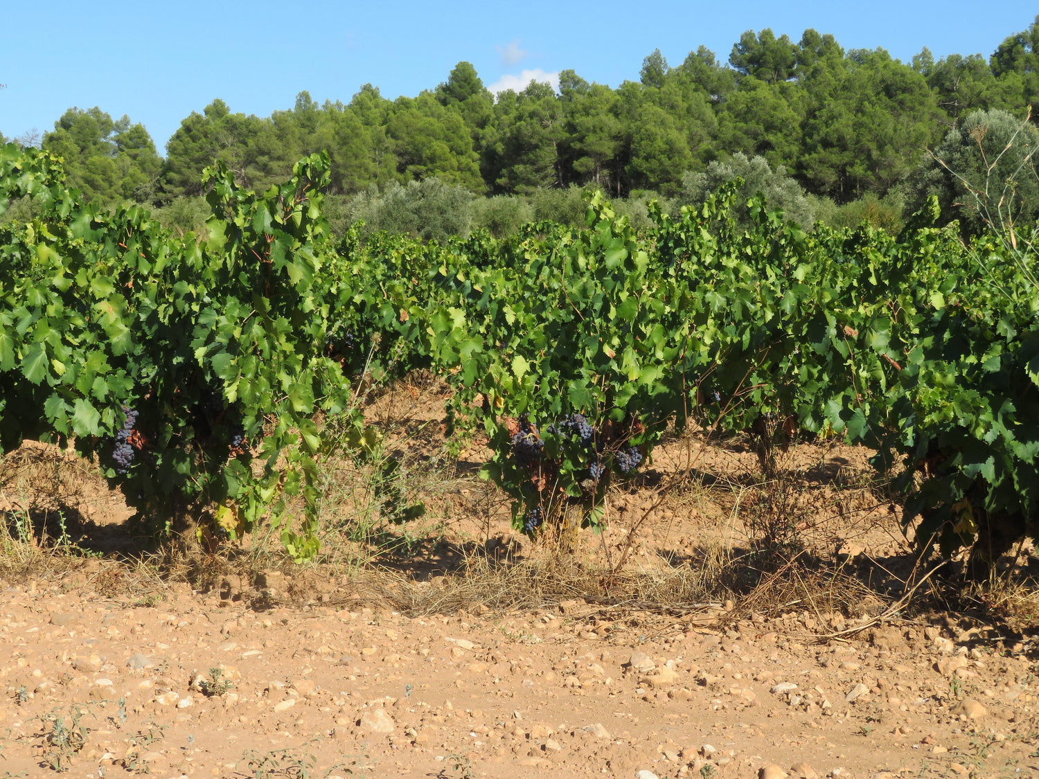 Ripe dark grape clusters hanging over red stony soil with pine forest behind, Terra Alta, Catalonia, Spain. Photo: Juan Emilio Prades Bel (CC BY 4.0)