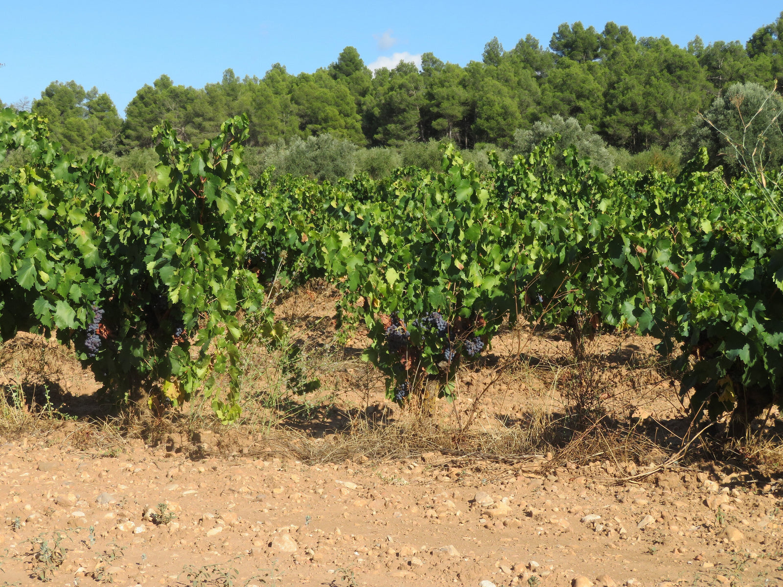 Terra Alta