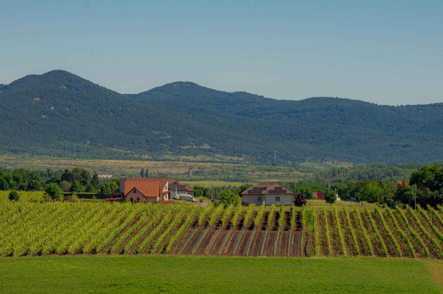 Summer vineyard rows with farm buildings set against forested mountains in the Thracian Valley wine region, Bulgaria