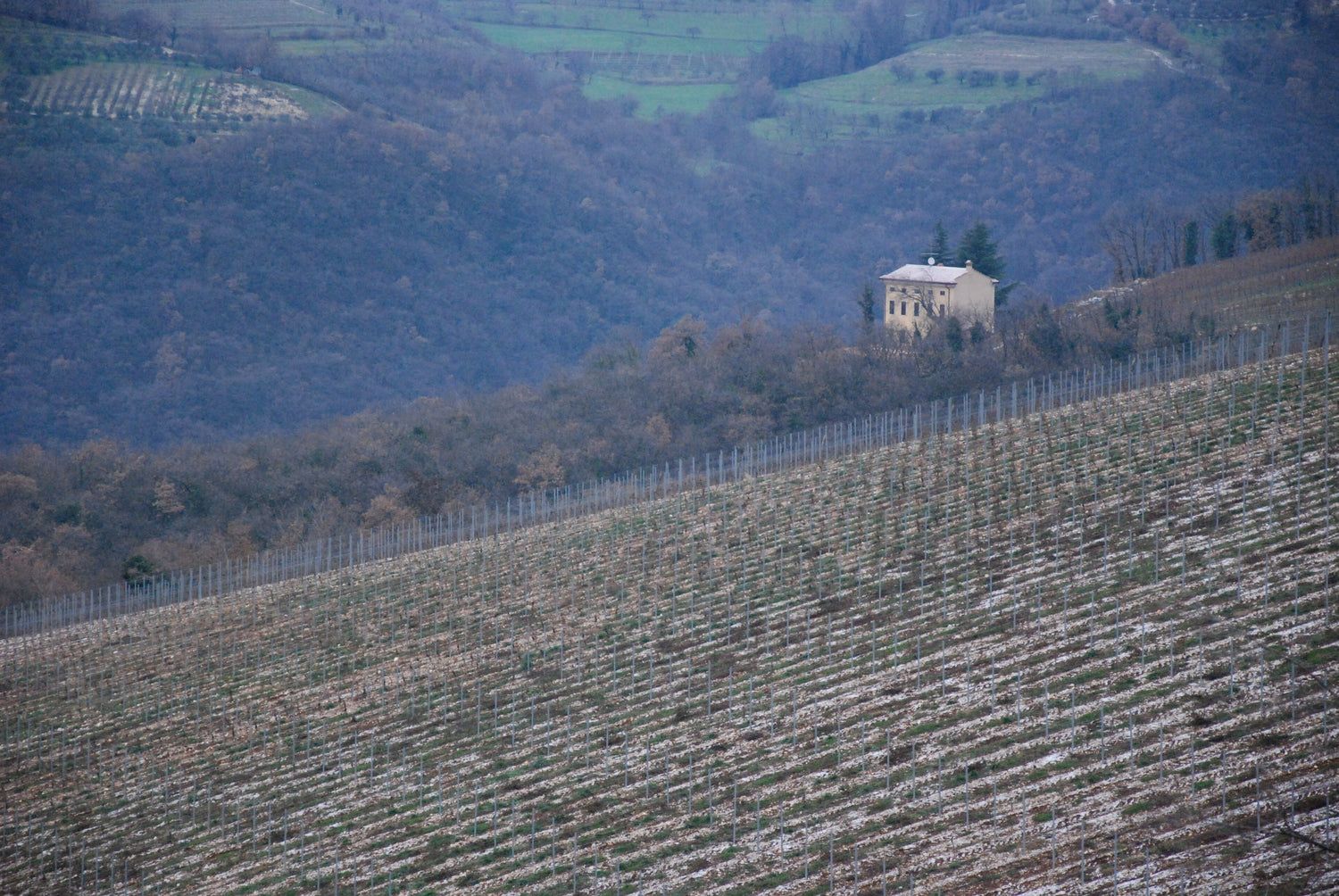 Frost-dusted hillside vineyard with bare winter vines and a yellow Italian villa nestled among trees above, northern Italy. Photo: Aaron Epstein (CC BY 2.0)