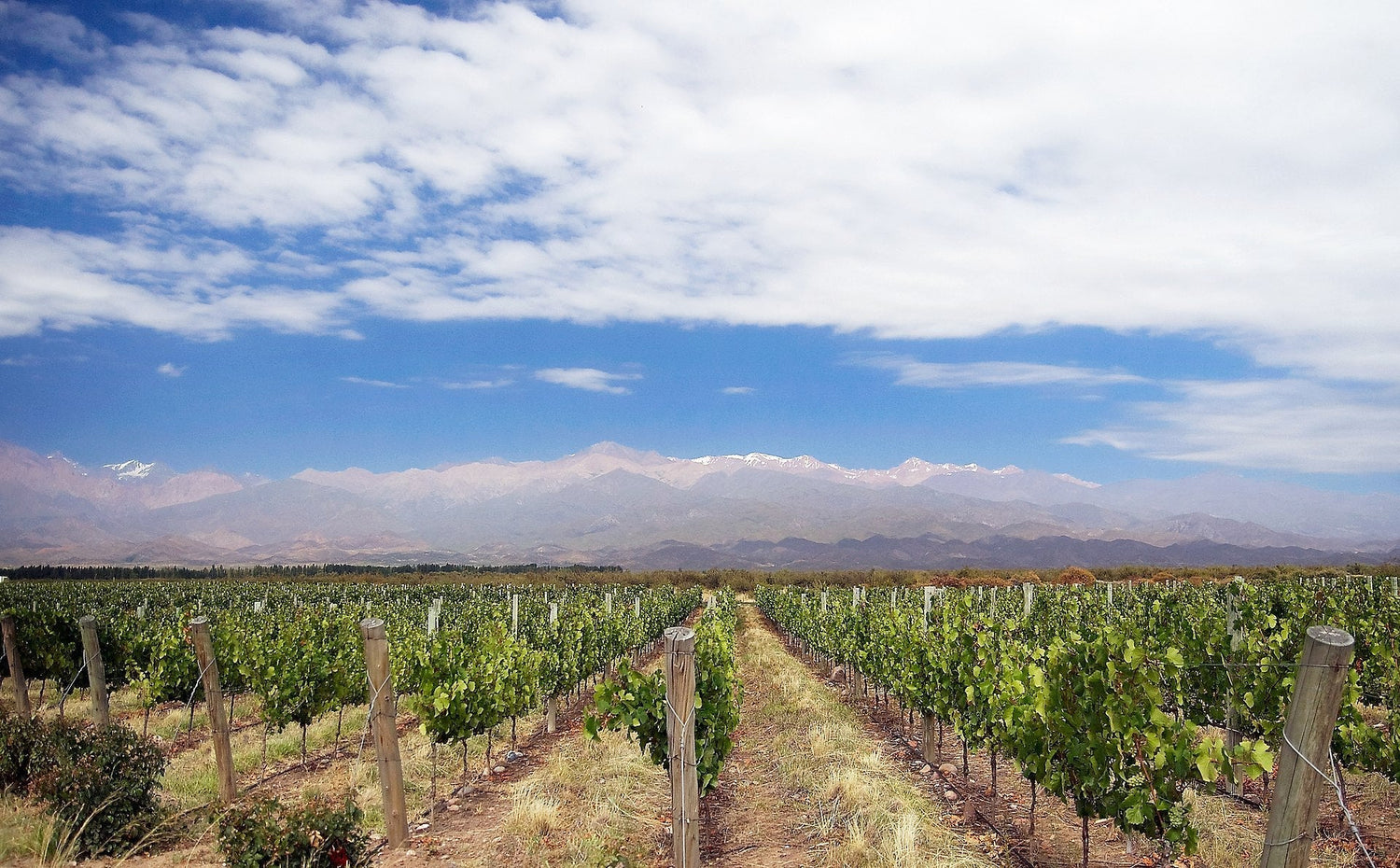 Green vineyard rows stretching towards the snow-capped Andes, Mendoza, Argentina — Tierras Viejas wine country. Photo: David (CC BY 2.0)