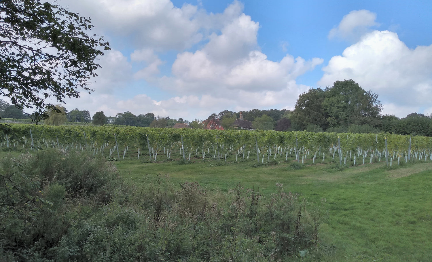 Young vines with protective plastic guards beside a red-brick farmhouse at Tinwood Estate, West Sussex, England. Photo: AndyScott (CC BY-SA 4.0)