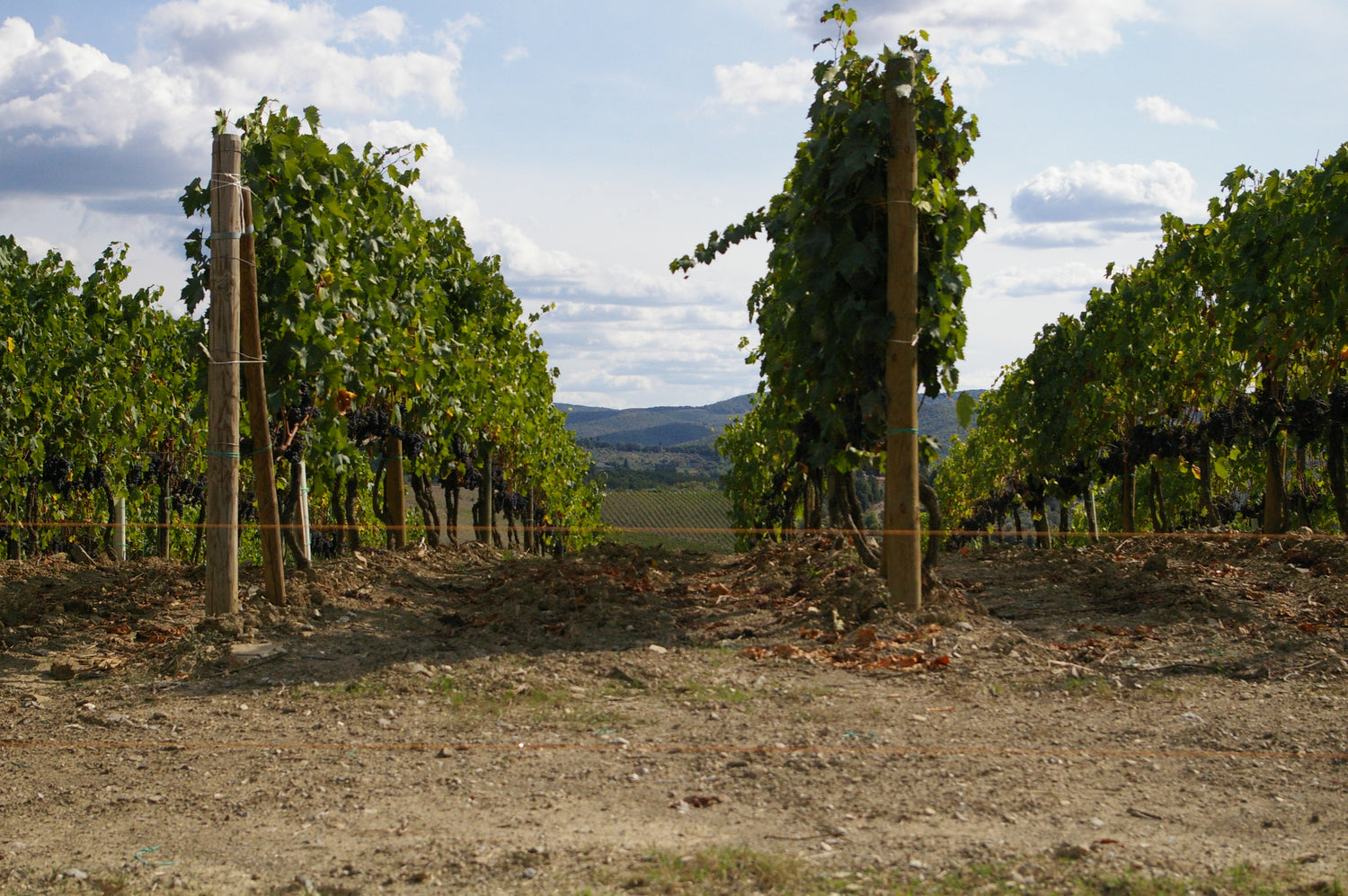Rows of vines with dark Sangiovese grape clusters at harvest, rolling Tuscan hills visible through the vineyard rows, Italy. Photo: Jason Parrish (CC BY 2.0)
