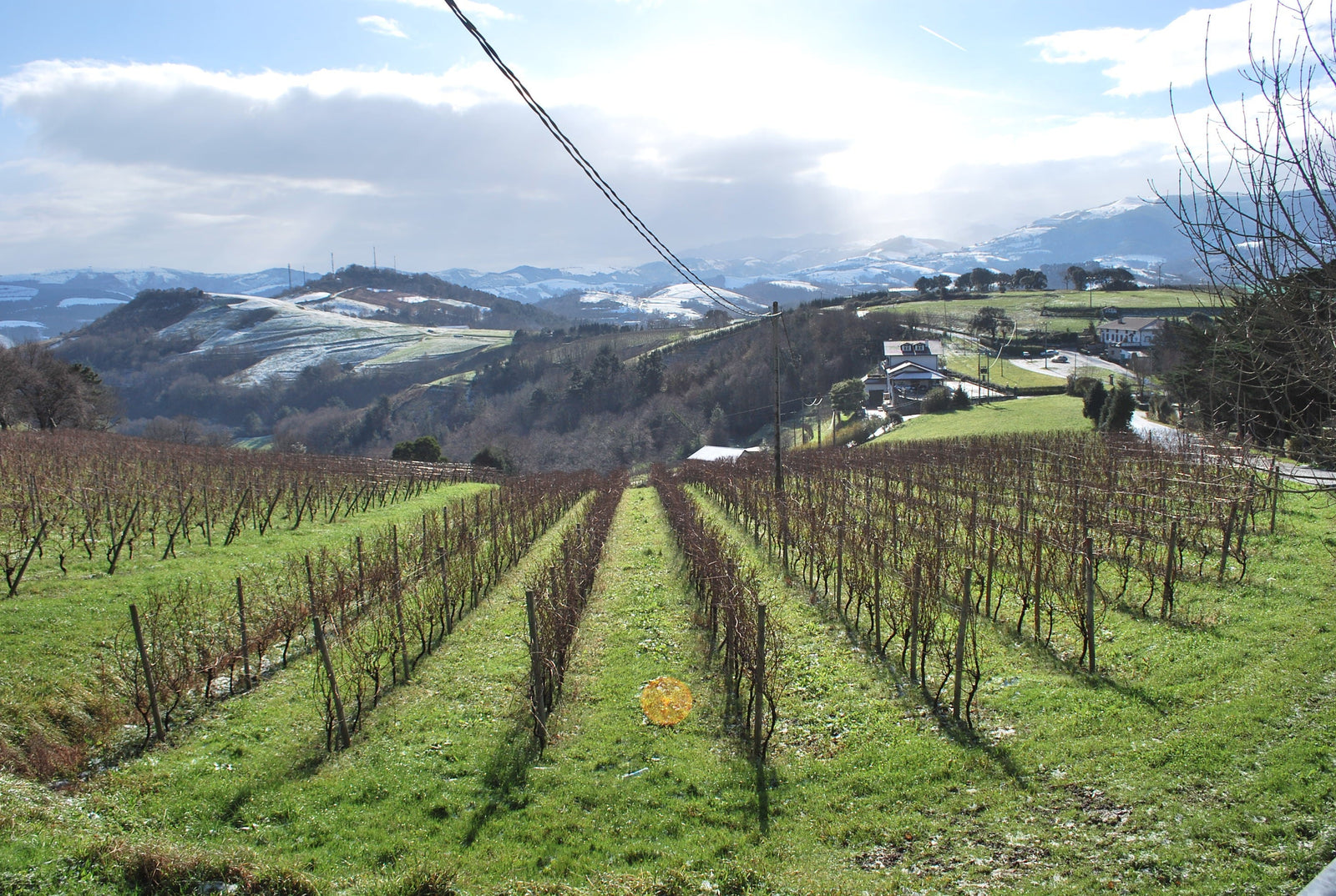 Txakoli