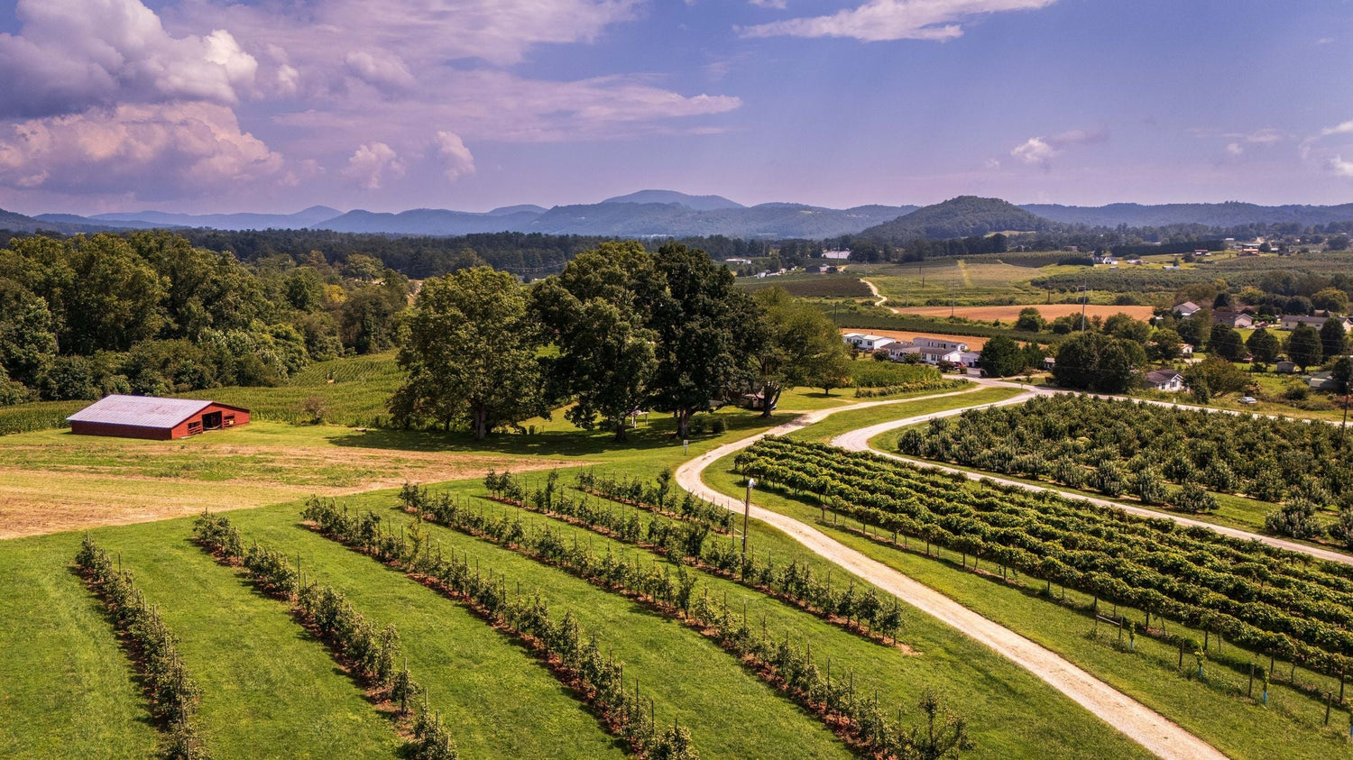 Aerial view of an American winery estate with vine rows either side of a gravel road, red barn, oak trees and Blue Ridge Mountains beyond