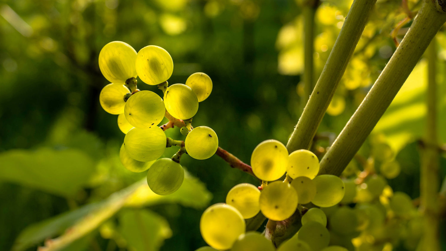 Close-up of luminous yellow-green grape clusters ripening on the vine, Uruguay wine country