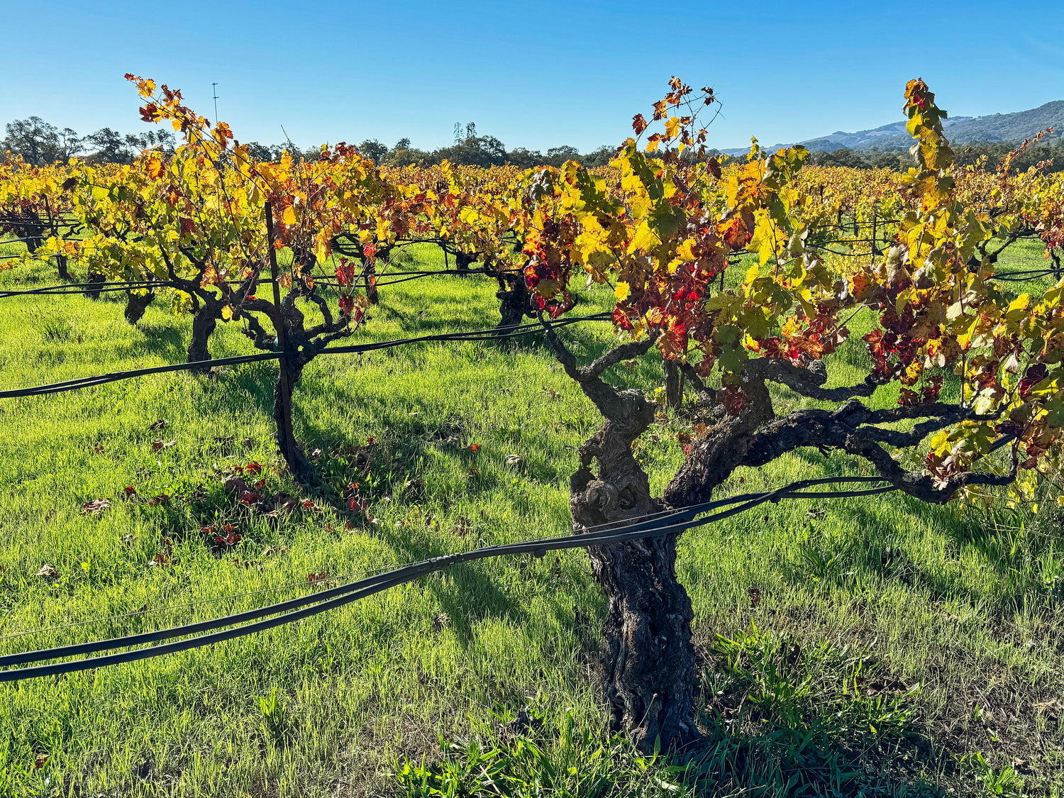 Ancient gnarled vine trunks with vivid autumn foliage in gold and red, California wine country, oak-studded hills in the background. Photo: Treephoto (CC BY-SA 4.0)
